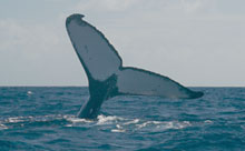 During the humpback whale season, June thru October, you can delight in watching the whales frolicking.